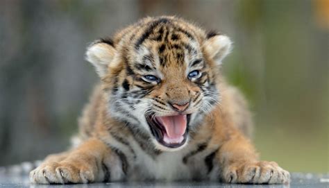 Tiger Cub Roar : hardcoreaww