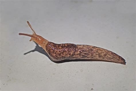 Bug o'the Week - Gray Field Slug - Riveredge Nature Center