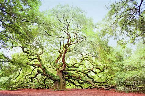 The Angel Oak Tree Photograph by Sharon McConnell - Fine Art America