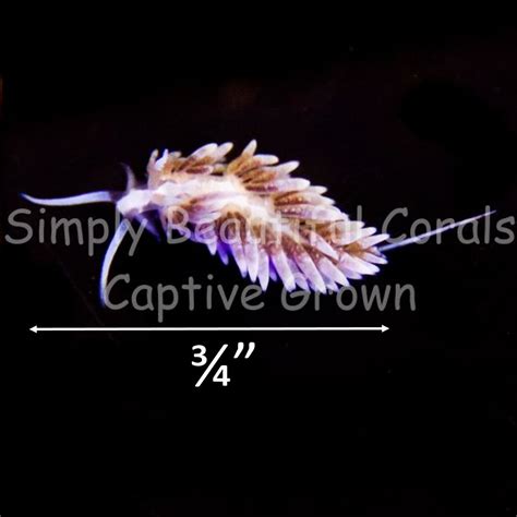 Berghia Nudibranch Large 3/4”