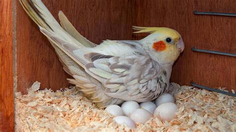 Handling Cockatiel Eggs - Pet Central by Chewy