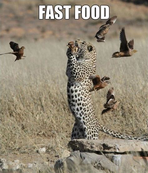 Meme - Fast food - Viral Viral Videos