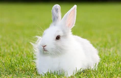 Exploring the World of 10 of the Cutest White Rabbit Breeds | 2024