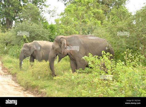 Wasgamuwa National Park Safari Stock Photo - Alamy