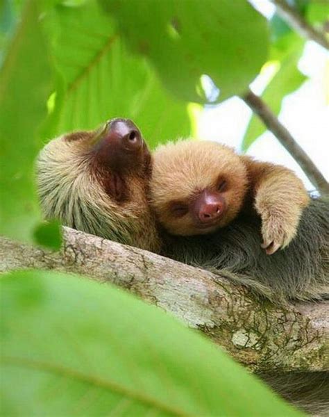 baby sloth taking nap with her mom :) | Cute animals, Animals, Baby animals