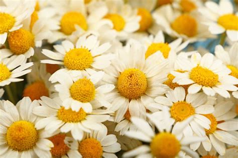 Close Up Background of Chamomile Flowers Stock Image - Image of plant ...