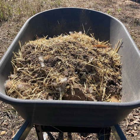 4 Easy Steps to Compost Chicken Manure