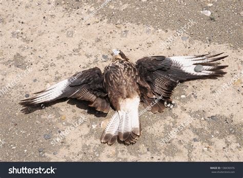 Dead Eagle Stock Photo 138436976 | Shutterstock