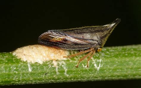 Treehopper with eggs, Calloconophora sp. | Flying lantern, Leafhopper ...