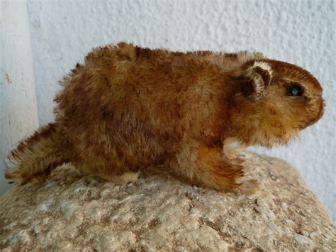 Vintagerare Steiff5'' Mohairmurmy - Etsy in 2023 | Steiff, Pet toys ...