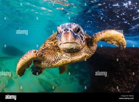 Hawaiian Green Sea Turtle Stock Photo - Alamy