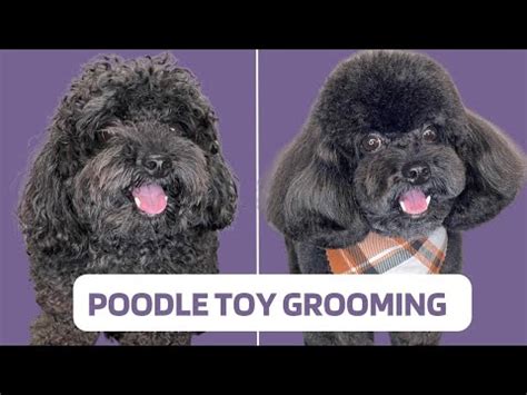 POODLE TOY GROOMING TUTORIAL - Professional Dog Groomer Tips - YouTube