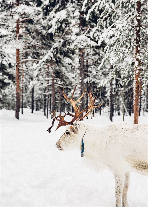 Photo Journal: Winter in Swedish Lapland | The Future Kept