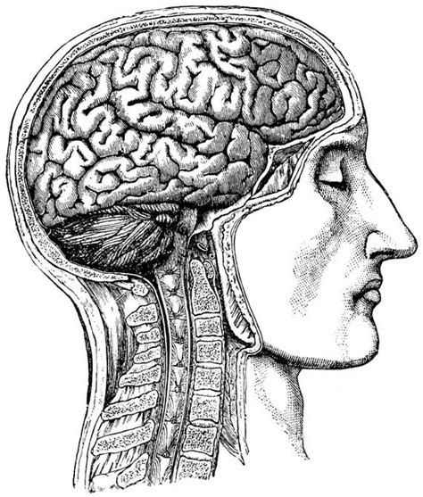 Human brain Anatomical Medical Skull anatomy 54