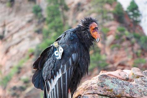 Why Are California Condors Going Extinct? (What You Should Know)