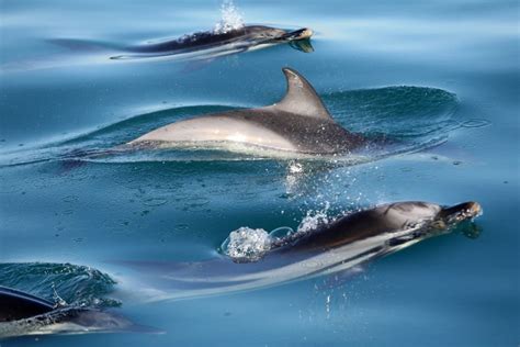 Atlantic White Sided Dolphin Pod