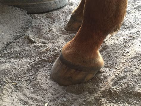 Hoof Abscess - Cause & Treatment - Greenpet