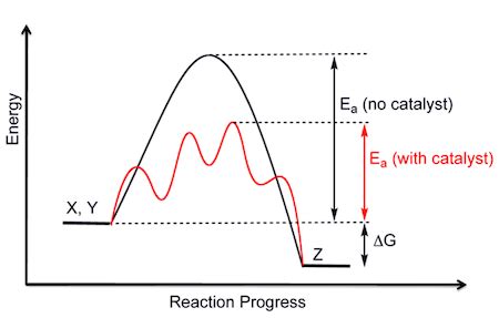 Denatured Enzyme: Definition, Causes & Effects - Lesson | Study.com