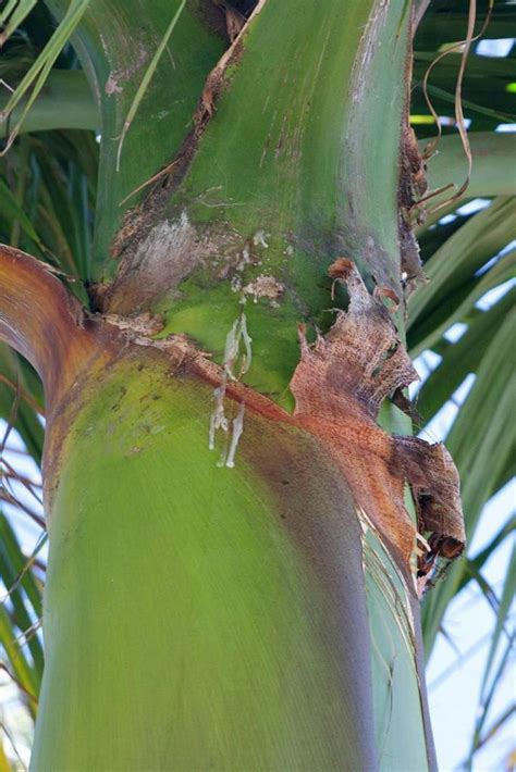 Royal Palm - weevil infestation? - DISCUSSING PALM TREES WORLDWIDE - PalmTalk