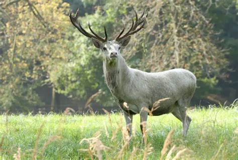 Deer Symbolism in History, Literature, Film & Different World Cultures