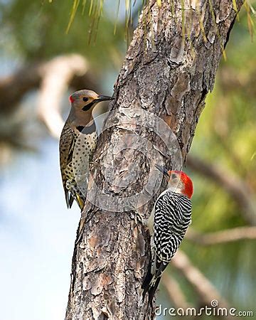 Northern Flicker And Red-Bellied Woodpeckers Royalty Free Stock Image ...