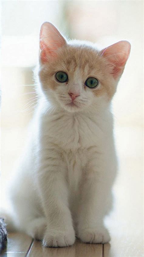 Cat Breeds Tabby White - Pets Lovers