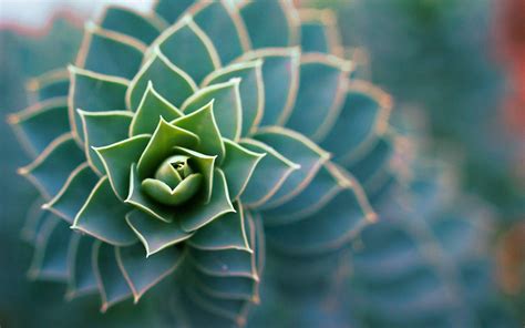 Succulent Desktop Wallpapers - Top Free Succulent Desktop Backgrounds ...