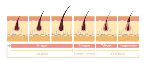 Structure Of Hair And Hair Growth Cycle