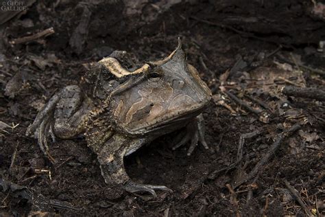 Amazonian horned frog | Horned frogs, Frog, Reptiles and amphibians