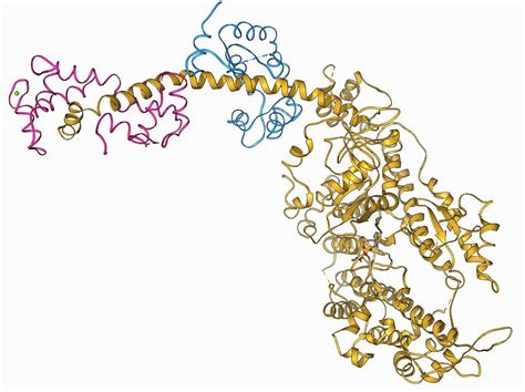 Molecular Motor Protein Photograph by Laguna Design/science Photo Library