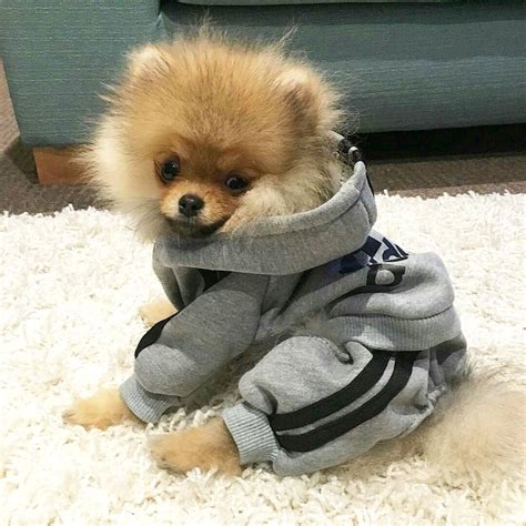 Pomeranian Puppies In Clothes - Pets Lovers