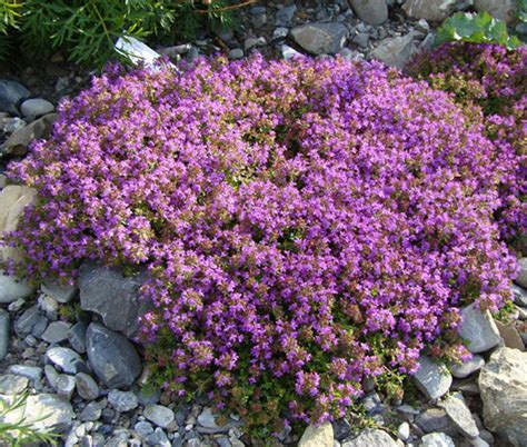 Types of Creeping Thyme (With Pictures) – Identification Guide