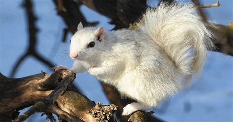 White Squirrels In Tennessee