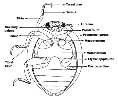 ADUlt Morphology