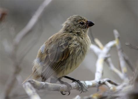 12 missing species set to return to Floreana - Galapagos Conservation Trust