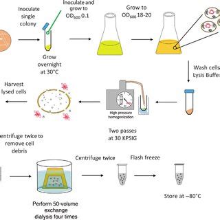 Overview of cell lysate preparation (Basic Protocol 1). | Download ...