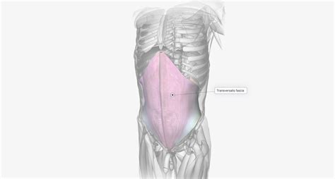 Premium Photo | The transversalis fascia is a wide sheet of connective tissue that completely ...