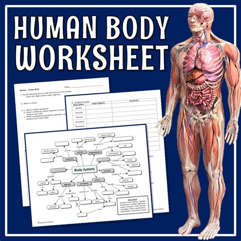 Human Body Organ Systems Worksheet - Flying Colors Science