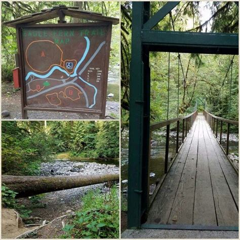 Eagle Fern Park Estacada, Oregon 2016. Photos by Carla Kay Collins ...