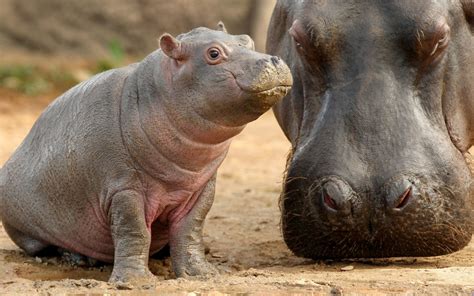 Facts about hippopotamus, hippopotamus day | SchoolForAfrica.org — Giving Children a Fighting Chance