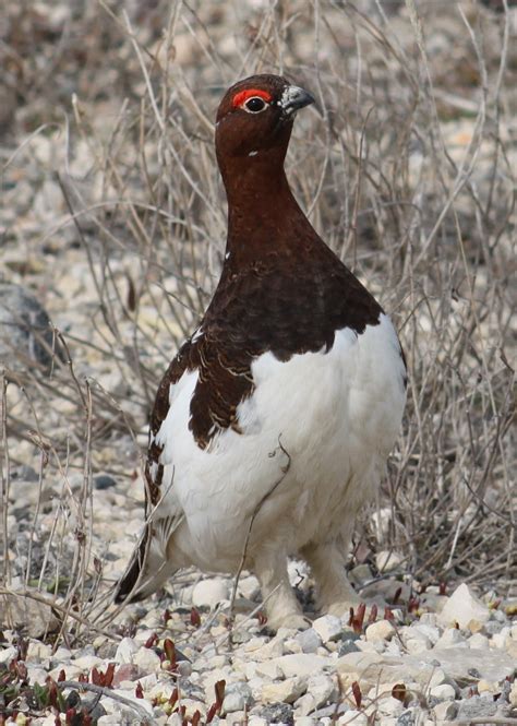 Still Life With Birder: Willow Ptarmigan