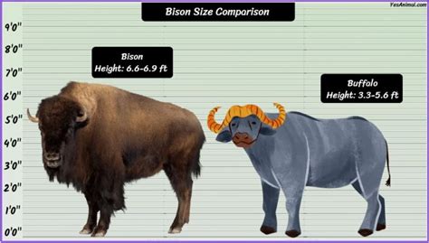 Bison Size Explained: How Big Are They Compared To Others?