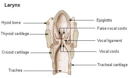 Larynx & Trachea | SEER Training