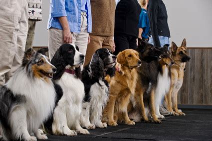 Dog Training 101: Learn All About Puppy Socialization - Vetstreet | Vetstreet