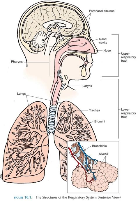 Function of the Respiratory System | Respiratory system anatomy, Respiratory system, Human ...