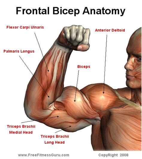 How to loss weight and get in shape: workouts: Bicep anatomy