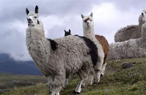 Llama - Description, Habitat, Image, Diet, and Interesting Facts