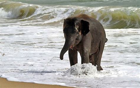 7 Pictures of adorable baby elephant playing at the beach | Amazing Creatures