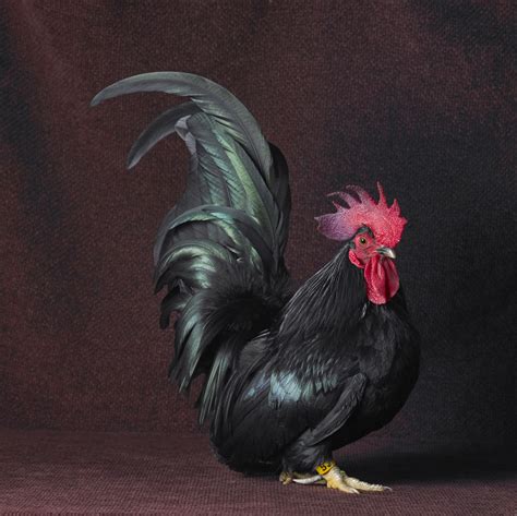 Japanese Bantam ( Chabo ) | Chicken Bantams