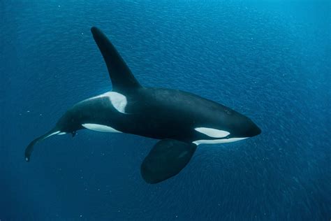 Telde Habla: Orcas, estrategias de caza